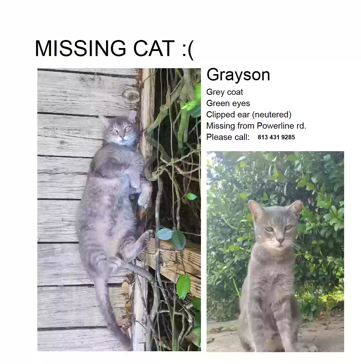 /lostandfound/images/lnfpets/original/159595_3904_Screen Shot 2023-04-27 at 12.30.01 PM.webp